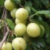 Yellow Roadside Plum -Rain Tree Nursery httpraintreenursery.netpc324
