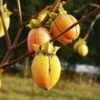 Saijo Persimmon 1 Saijo Persimmon -Rain Tree Nursery httpraintreenursery.netpd260 01 1