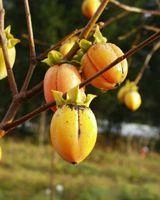 Saijo Persimmon 3 Saijo Persimmon