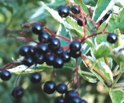 Variegated Elderberry -Rain Tree Nursery httpraintreenursery.netpe051 03