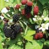 Loch Ness Thornless Blackberry 2 Loch Ness Thornless Blackberry -Rain Tree Nursery httpraintreenursery.netpe550 021