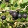 Orus 8 Goose/Currant -Rain Tree Nursery httpraintreenursery.netpe775 01