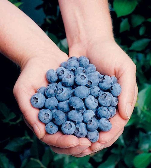 Elliott Blueberry 3 Elliott Blueberry