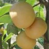 Ichiban Nashi Asian Pear 2 Ichiban Nashi Asian Pear -Rain Tree Nursery ichiban 1