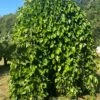 Weeping Mulberry -Rain Tree Nursery image