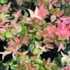 Cascade Sunburst™ Huckleberry -Rain Tree Nursery image 1