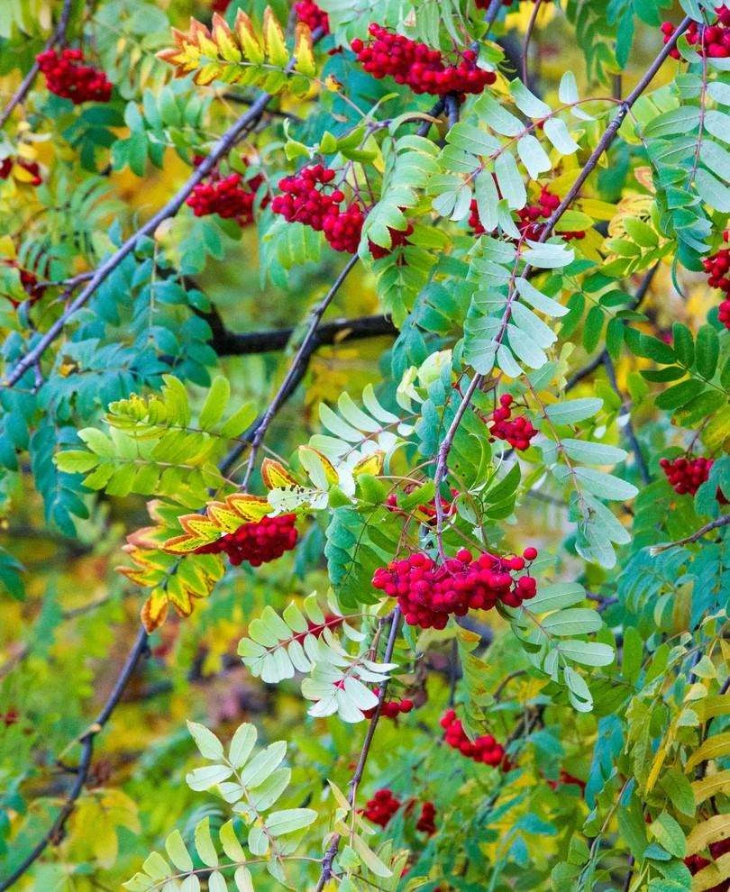 Ivan's Belle Mountain Ash 3 Ivan's Belle Mountain Ash