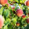 Pretty Perfect Peach Bundle No.1 -Rain Tree Nursery juicy peaches hang on a branch 6