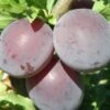 Kuban Comet Asian Plum -Rain Tree Nursery k comet 1