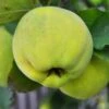 Karp's Sweet Quince -Rain Tree Nursery karps close 1