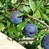 Kirke's Blue European Plum -Rain Tree Nursery kirkes blue 1 1
