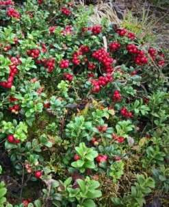 Arctic Blast Lingonberry Bundle (6 Plants) 9 Arctic Blast Lingonberry Bundle (6 Plants) -Rain Tree Nursery koralle lingonberry 1 f3b825e2 fce6 438d ab2a befdfe820478