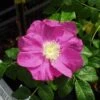Jubilee Rosa Rugosa -Rain Tree Nursery l635 jubilee 1 1
