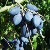 Long John European Plum 2 Long John European Plum -Rain Tree Nursery long john 1