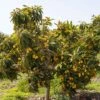 Loquat Seedling -Rain Tree Nursery loquat 2 1