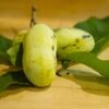 Mango Paw Paw -Rain Tree Nursery lpc 2 180917 8216 picked pawpaws and leaves scaled 1