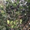 Luma (Chilean Myrtle Berry) -Rain Tree Nursery luma 1