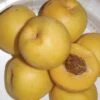 Maria's Gold Nectarine -Rain Tree Nursery mariasgold 1 1