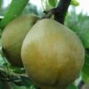 Mishirasu Asian Pear -Rain Tree Nursery mishirasu 1