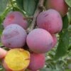 Moldavian European Plum 1 Moldavian European Plum -Rain Tree Nursery moldavian