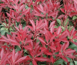 Mountain Fire Pieris