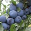 Mount Royal European Plum -Rain Tree Nursery mt royal plum 1 1