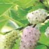 White Fruiting Mulberry -Rain Tree Nursery mulberries d435 white fruiting