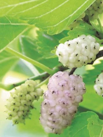 White Fruiting Mulberry 3 White Fruiting Mulberry