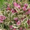 Alpha My Monet®Weigela -Rain Tree Nursery mymonet
