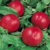 Morton Nectarine -Rain Tree Nursery nectarine morton