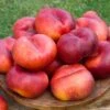 Sauzee King White Nectarine 2 Sauzee King White Nectarine -Rain Tree Nursery nectarine sauzee king