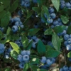 Northcountry Blueberry -Rain Tree Nursery northcountry