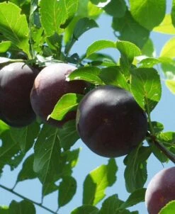 Obilnaja Asian Plum