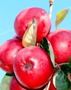 Redlove® Odysso -Rain Tree Nursery odysso