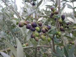 Leccino Olive -Rain Tree Nursery oliveleccino 2