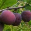 Opal European Plum -Rain Tree Nursery opal plum 1