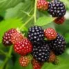 Osage Thornless Blackberry -Rain Tree Nursery osage