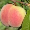 Kit Donnell Peach -Rain Tree Nursery peaches c507 kit donnell 1 1