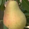 Butirra Precoce Morettini European Pear -Rain Tree Nursery pears b160 butirra precoce morettini 1