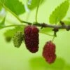 Red ShahToot Mulberry -Rain Tree Nursery persianmulberry 1