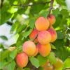 Pixie Cot Apricot -Rain Tree Nursery pixie cot apricot
