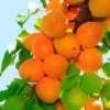 Tilton Apricot -Rain Tree Nursery plantnet rootstock apricot dwarf tilton