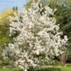 Evereste Crabapple -Rain Tree Nursery pommier d ornement evereste 592753 1