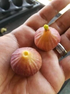 Little Ruby Fig 5 Little Ruby Fig -Rain Tree Nursery primaryLittleRuby