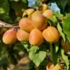 Puget Gold Apricot 2 Puget Gold Apricot -Rain Tree Nursery puget gold apricot