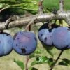 Purple Gage European Plum 2 Purple Gage European Plum -Rain Tree Nursery purple gage 1
