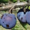Royal European Plum Bundle No. 1 -Rain Tree Nursery purple gage 1 490x735 crop cent gigapixel low res scale 2 00x b6056281 7c06 4bc6 ba50 987f8d0d0f5e