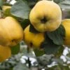 Aromatnaya Russian Quince -Rain Tree Nursery quince