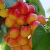 Rainier Cherry 2 Rainier Cherry -Rain Tree Nursery rainier cherry 1