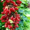 Rolam Red Currant -Rain Tree Nursery red currant 4 1